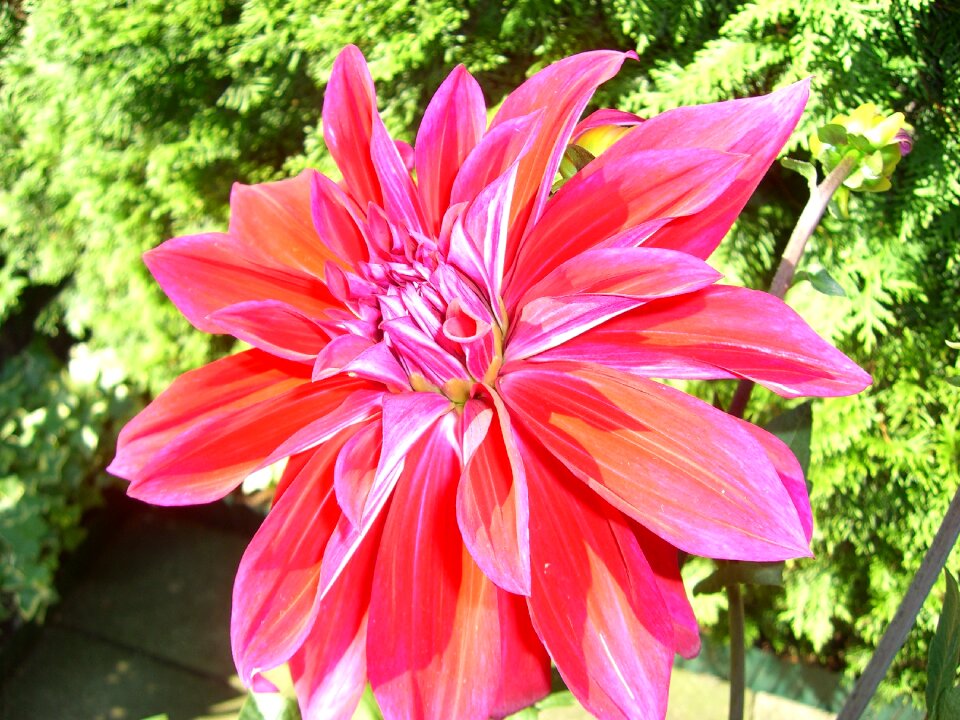 Blossom bloom dahlia garden