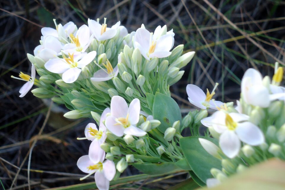 Nature flora white flower
