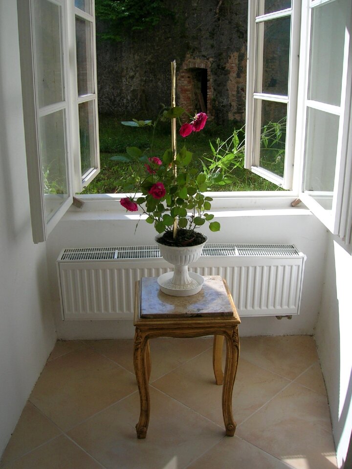 Flowers red roses romantic