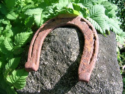 Lucky charm leaves nature