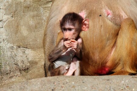 Hamadryas monkey primate photo
