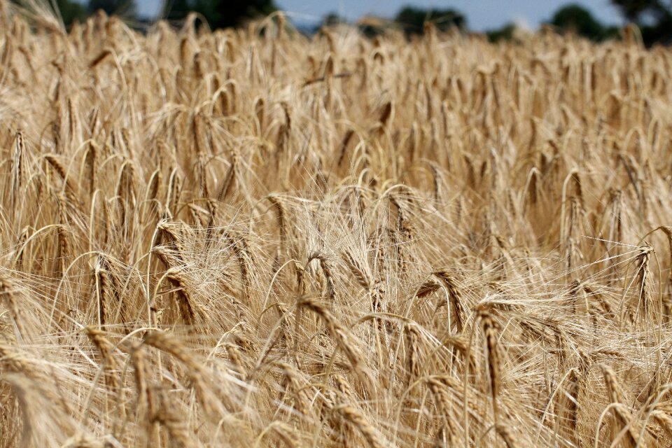 Poaceae cereals crop