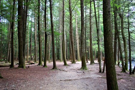 Wood environment landscape photo
