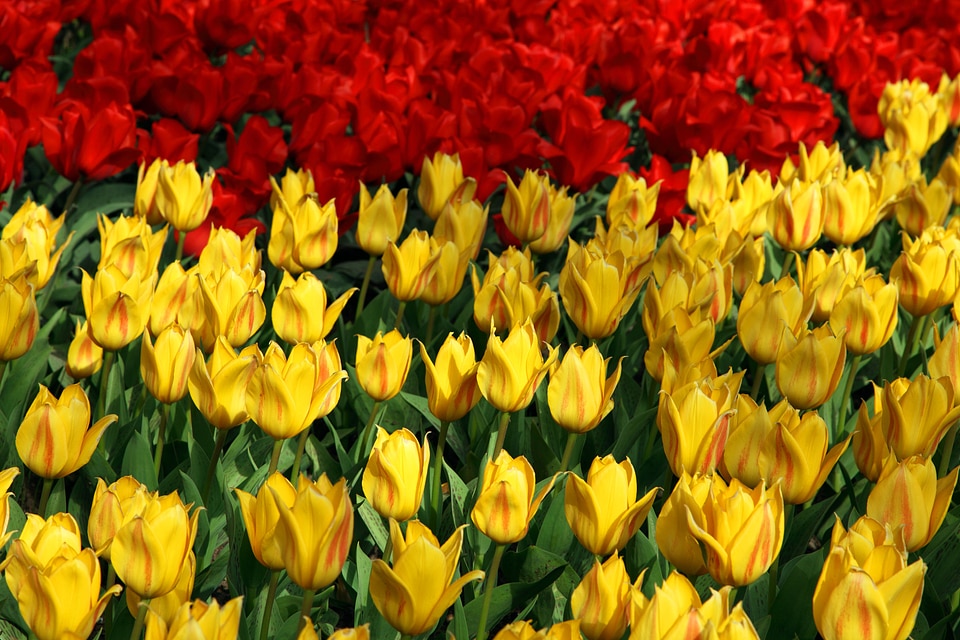 Tulip green background