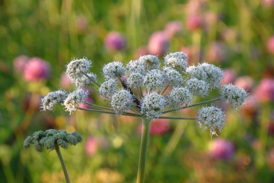 Summer nature plant