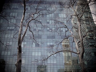 Reflection urban forest urban
