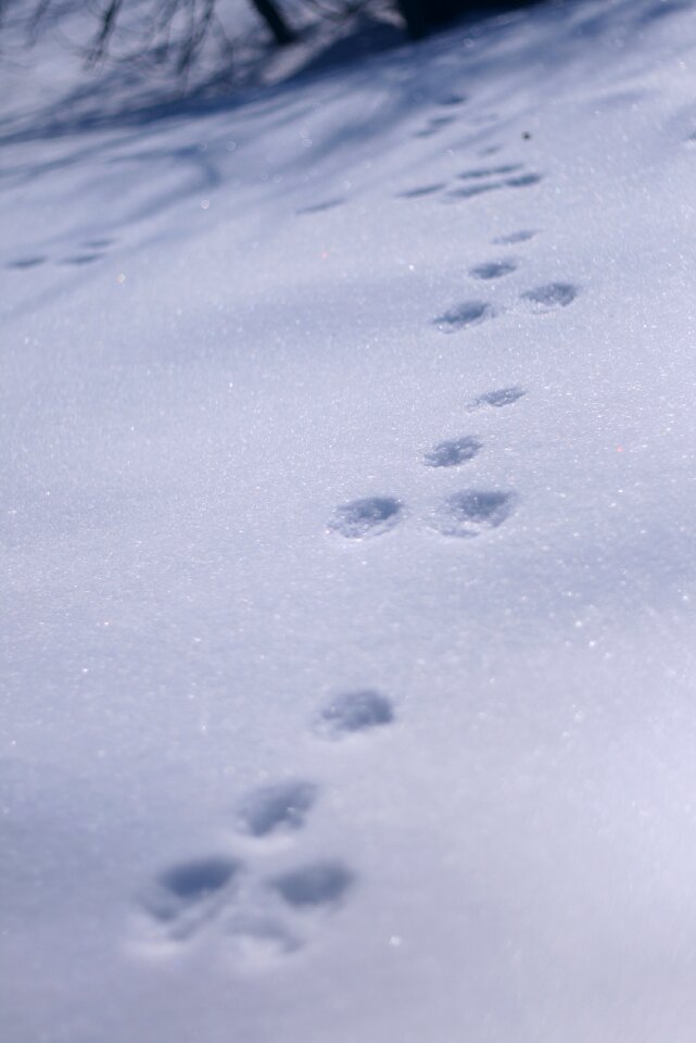Snow in the snow winter