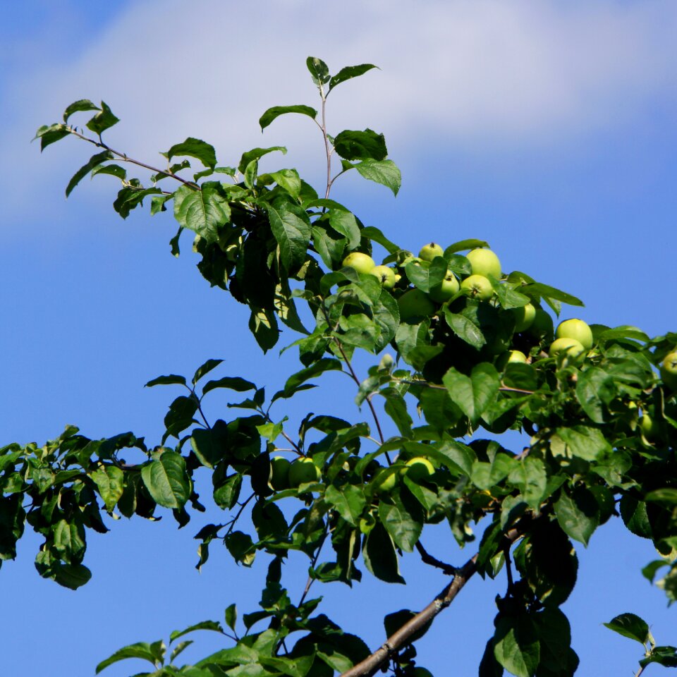 Fruit apple ripening apple
