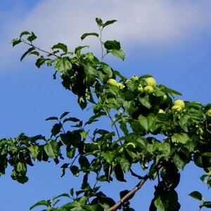Fruit apple ripening apple