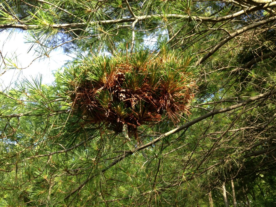 Branch wildlife forest
