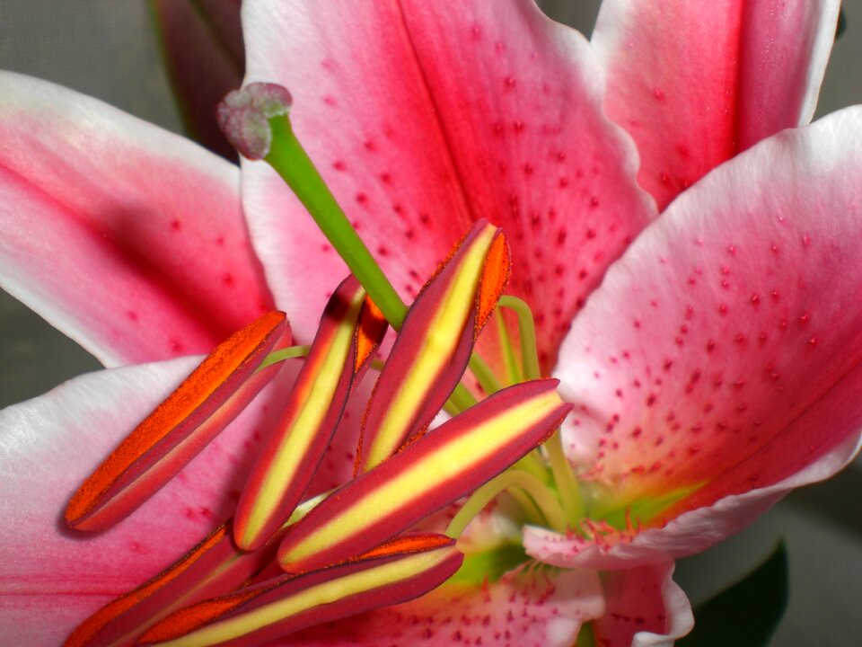 Flower lily pink