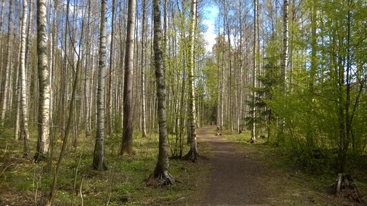 Forest spring birch grove