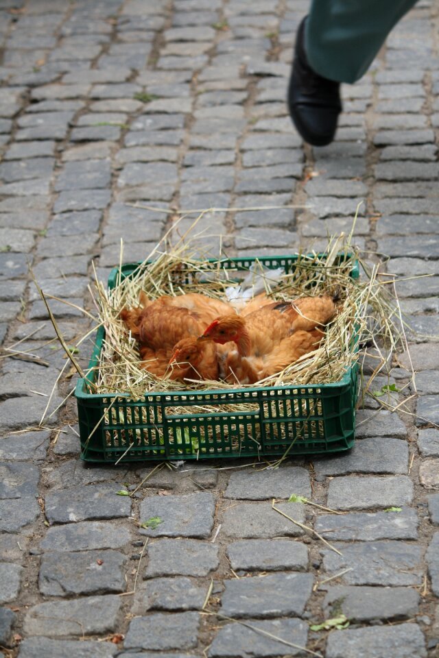 Basket gray chicken gray market