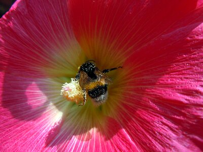 Pollen plant insect