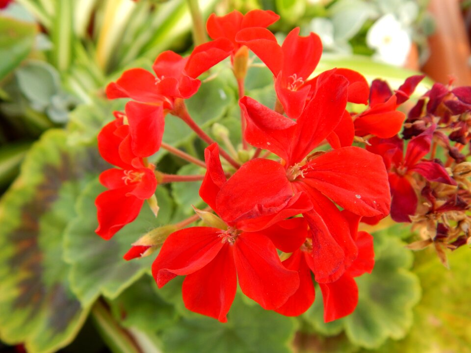 Geranium flower plant