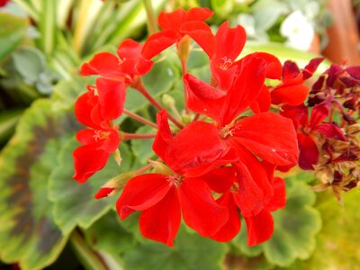 Geranium flower plant