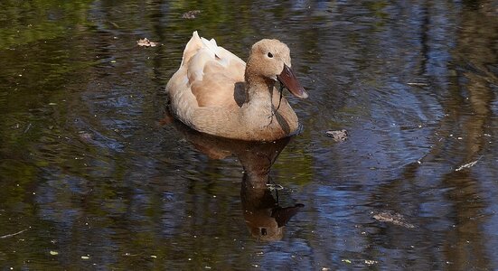 Pretty animal wildlife