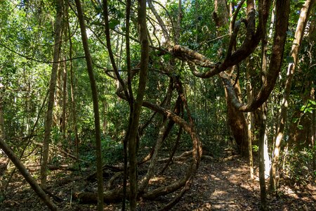 Forest path australia