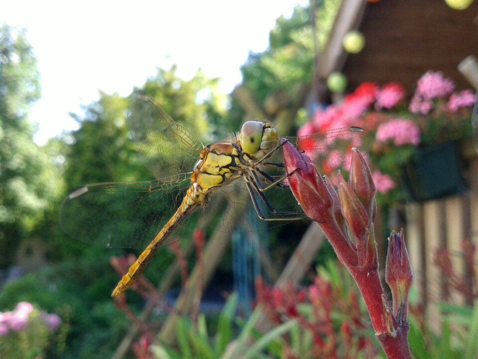 Bug wings garden