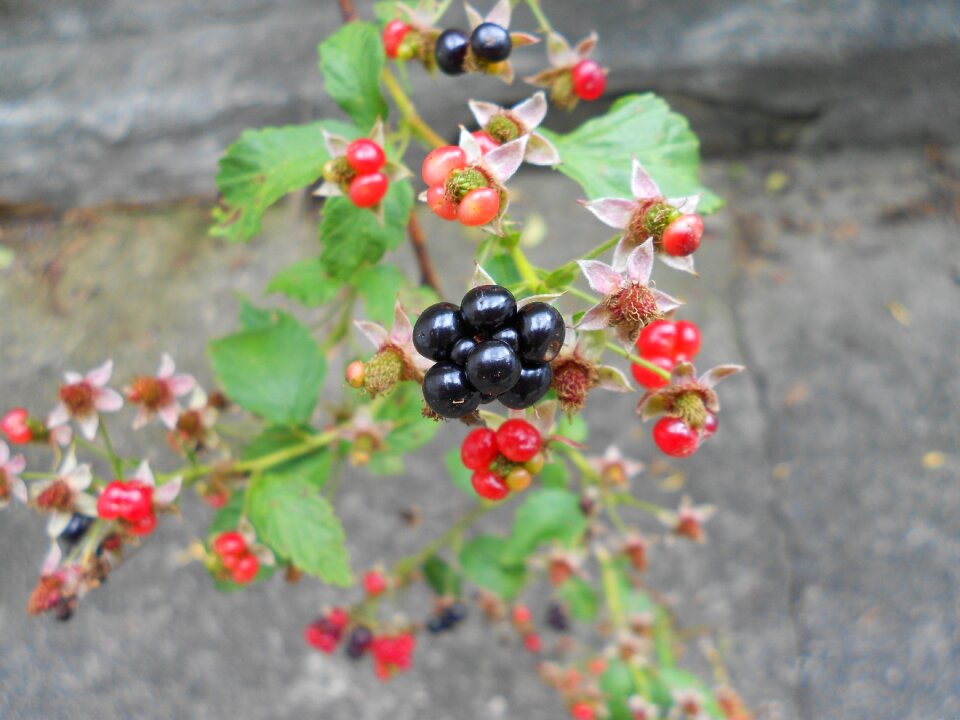Macro fresh nature