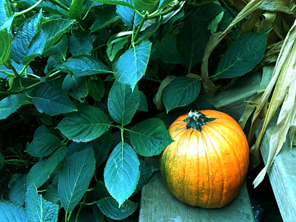 Seasonal holiday nature