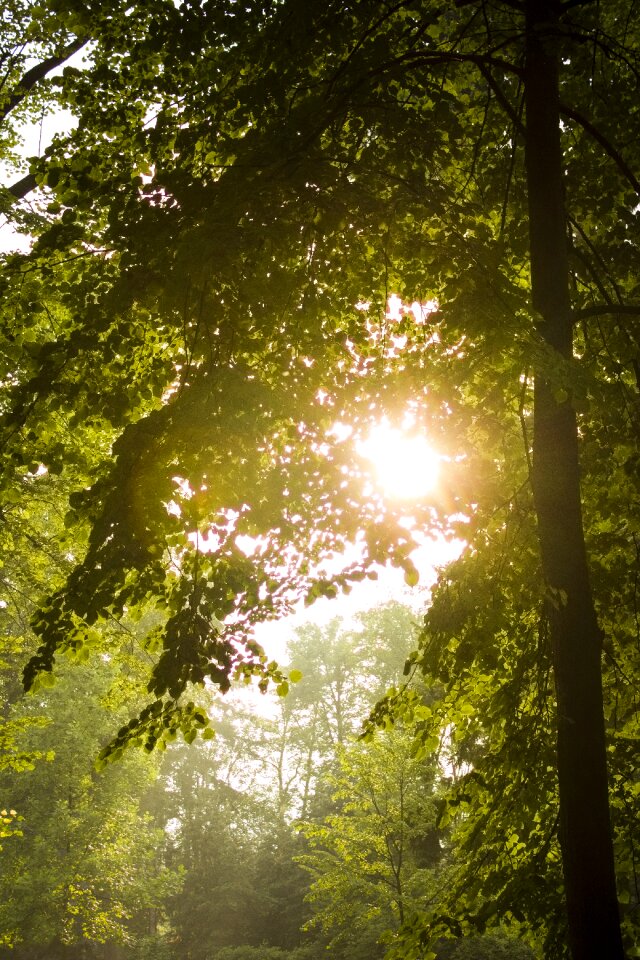 Light deciduous lime