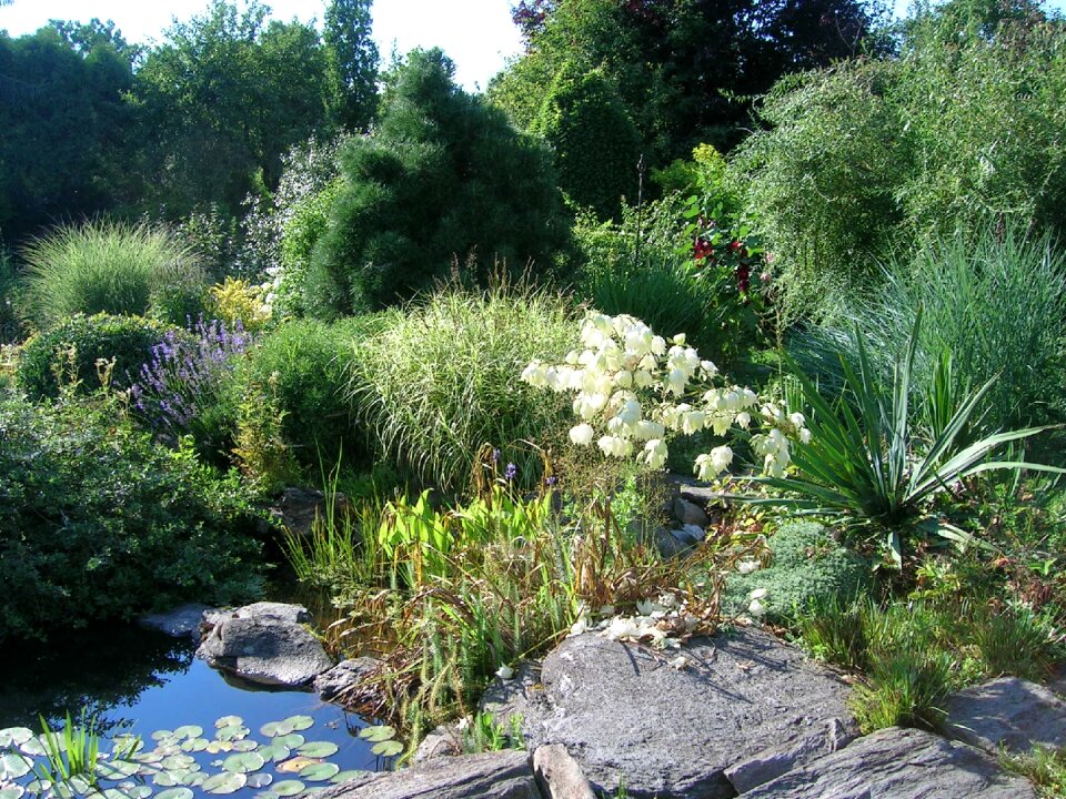 Plant pond white flowers