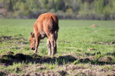 Walking calf field photo
