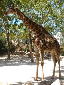 Giraffe animal nature