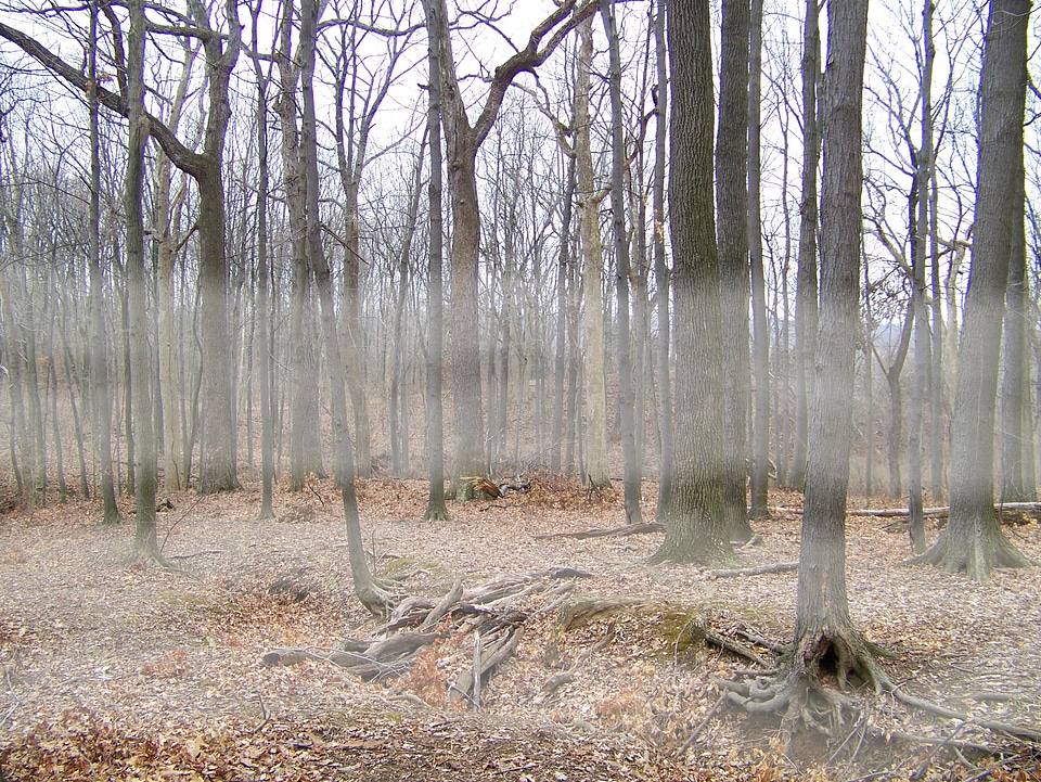 Forest winter dead