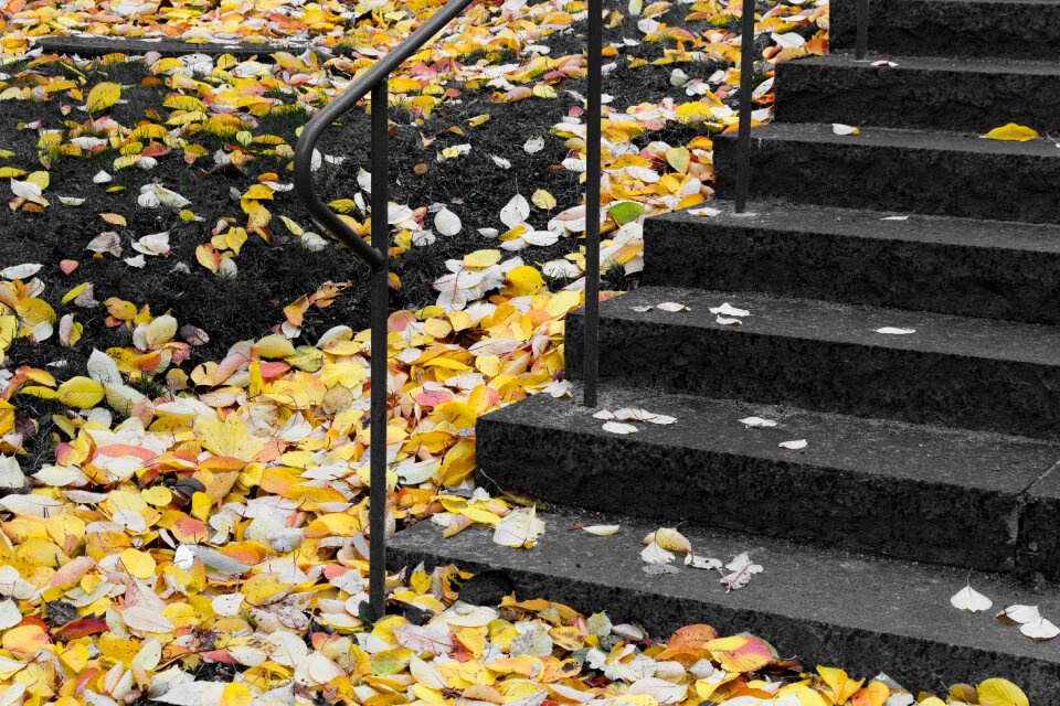 Stockholm autumn yellow leaves