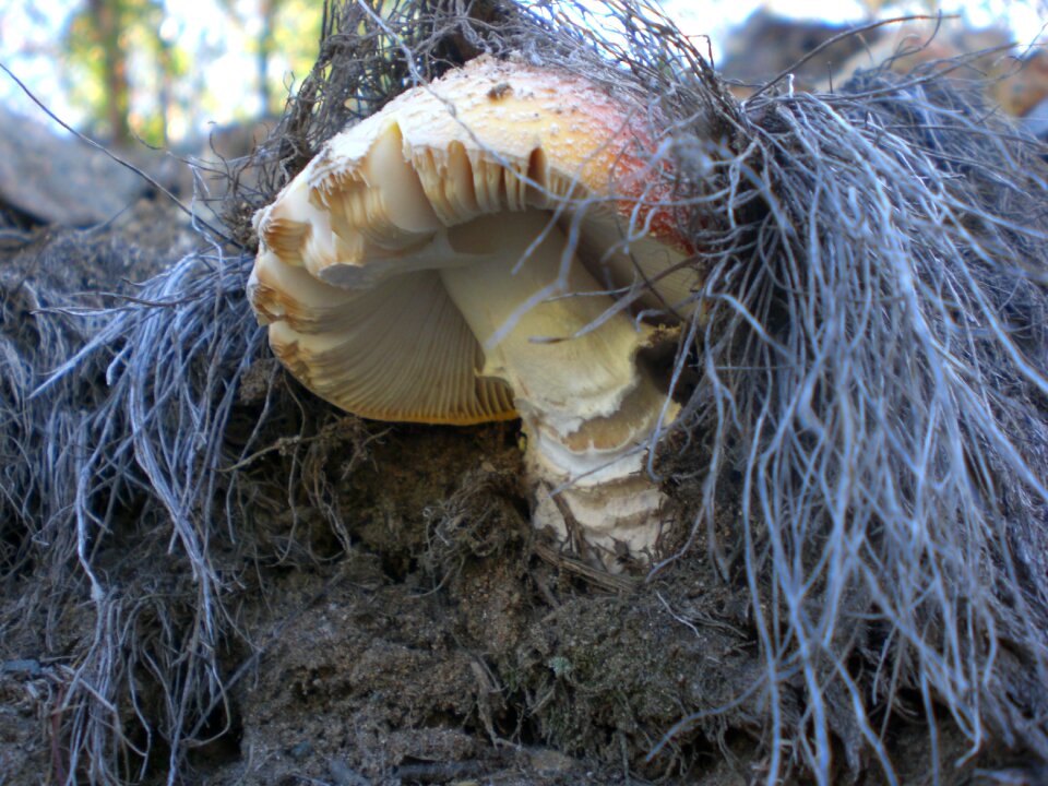 Mushroom fad autumn
