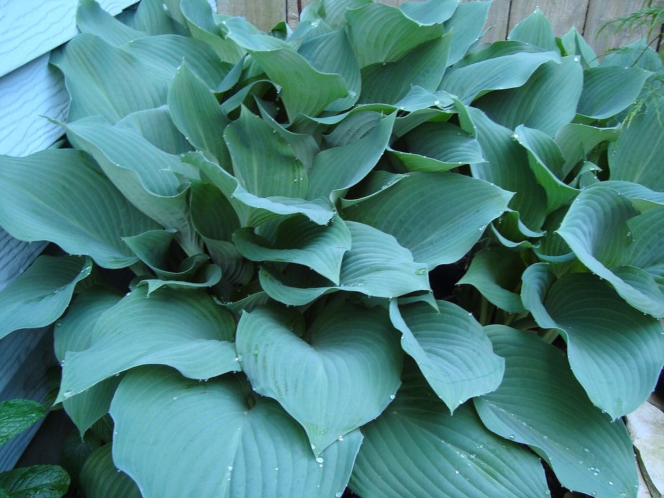 Perennial leaves lush photo