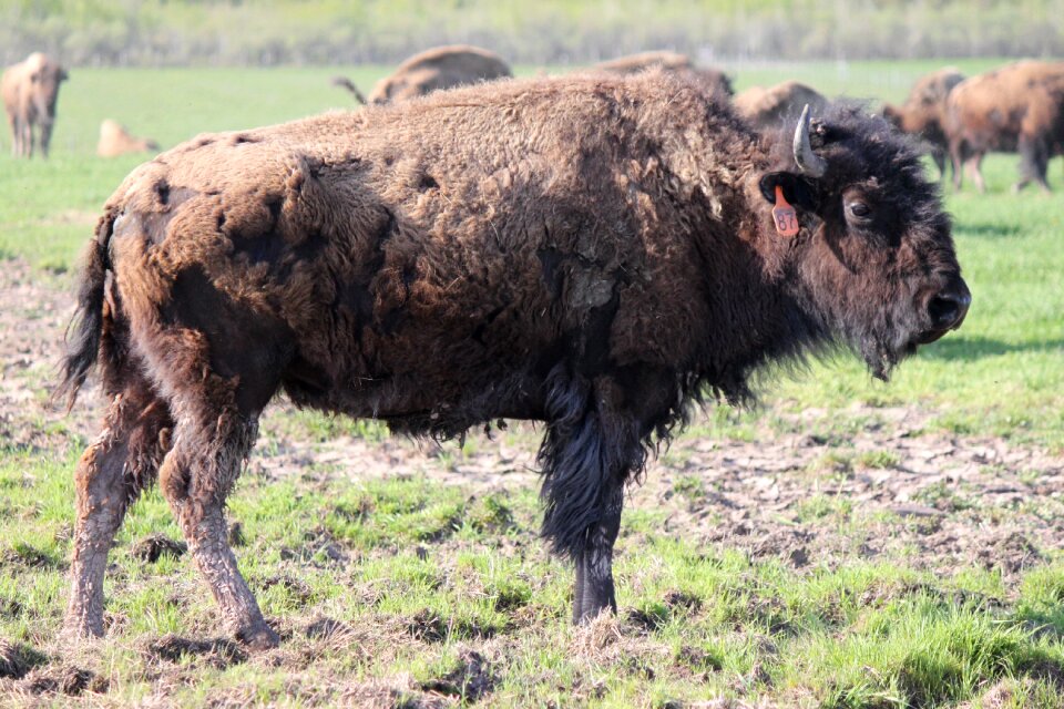 Shaggy buffalo walking shed