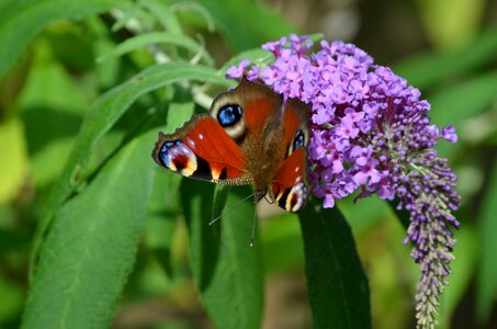 Peacock butterfly insect