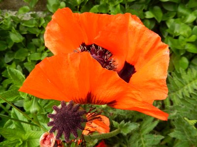 Poppy flowers country photo