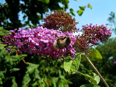 Hummel insect lilac