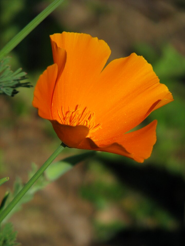 Flower californica bright