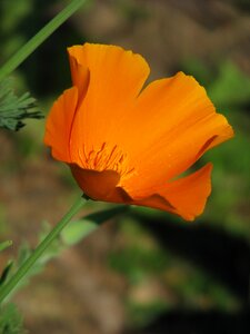 Flower californica bright photo