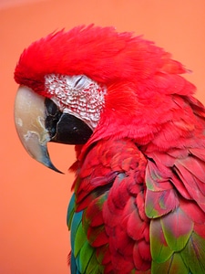 Bird colorful color photo