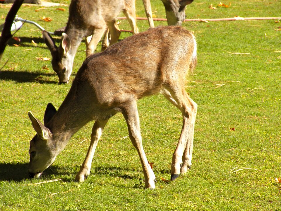 Travel mammal wilderness