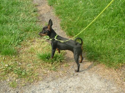 Doggie dog animal