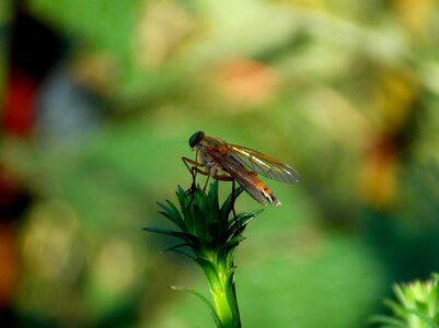 Schnepf fly flying insects nature photo
