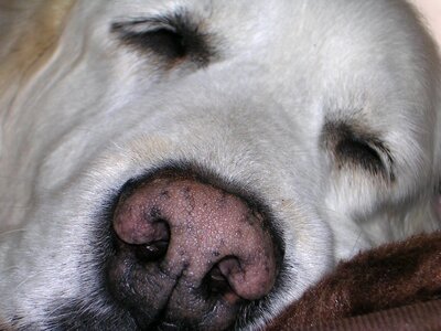 Goldie snout close up photo