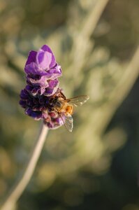 Bee pollen photo