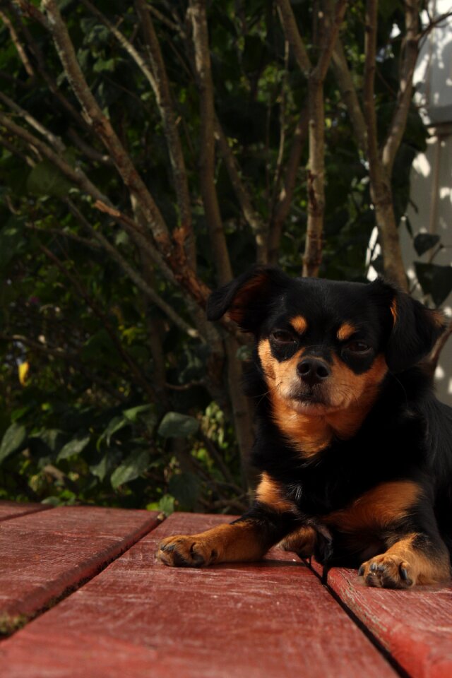 Chihuahua cross chihuahua mix black brown