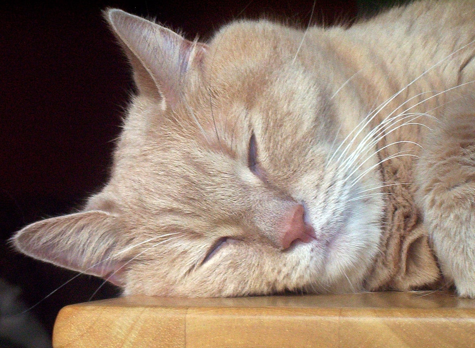 Sleep domestic kitten