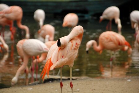 Animal nature pink