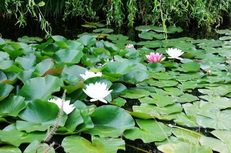 Waterlily lagoon lily