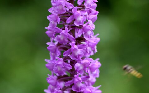 Bloom violet flower